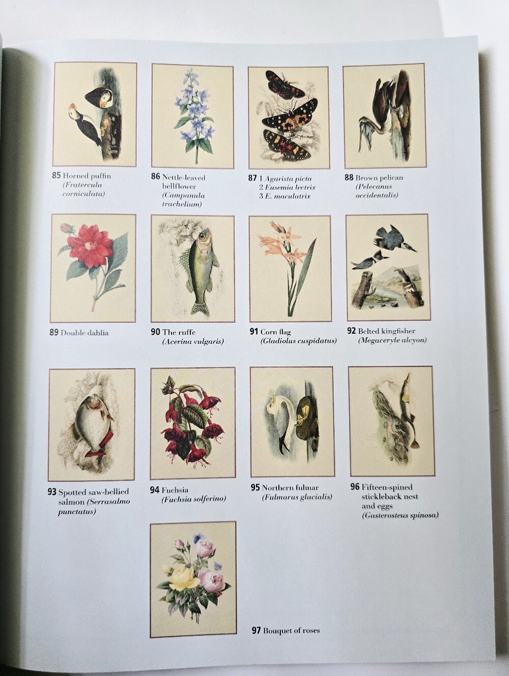 The Beautiful Nature Adult Vintage Coloring Book - Picture 12 of 15